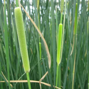 Medium Bulrush (Typha gracilis)
