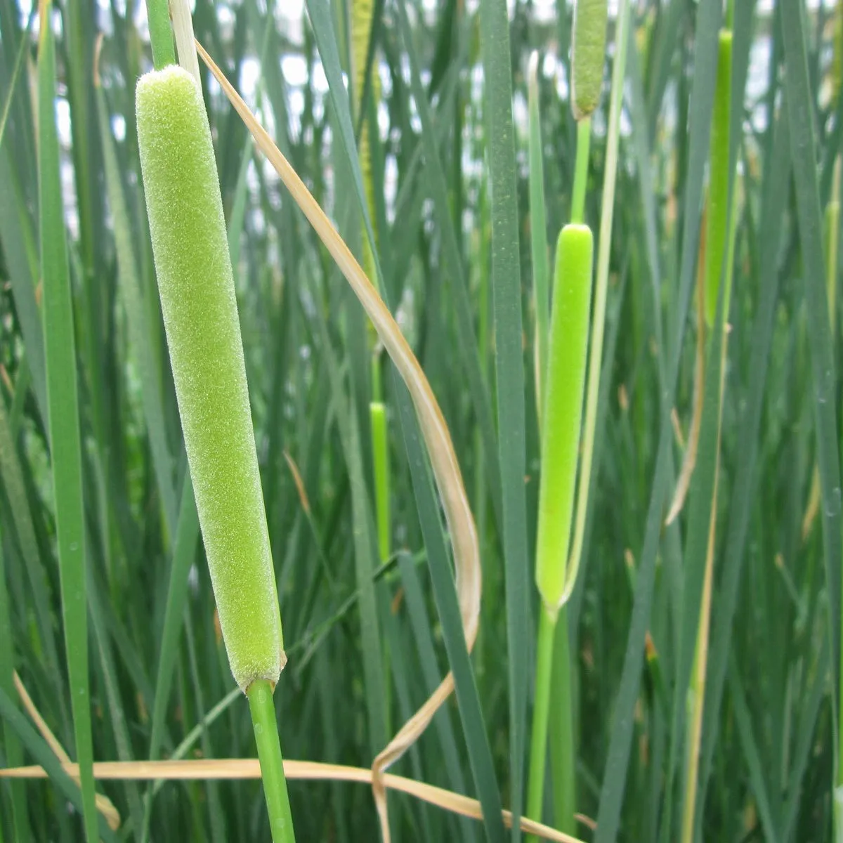 Medium Bulrush (Typha gracilis)