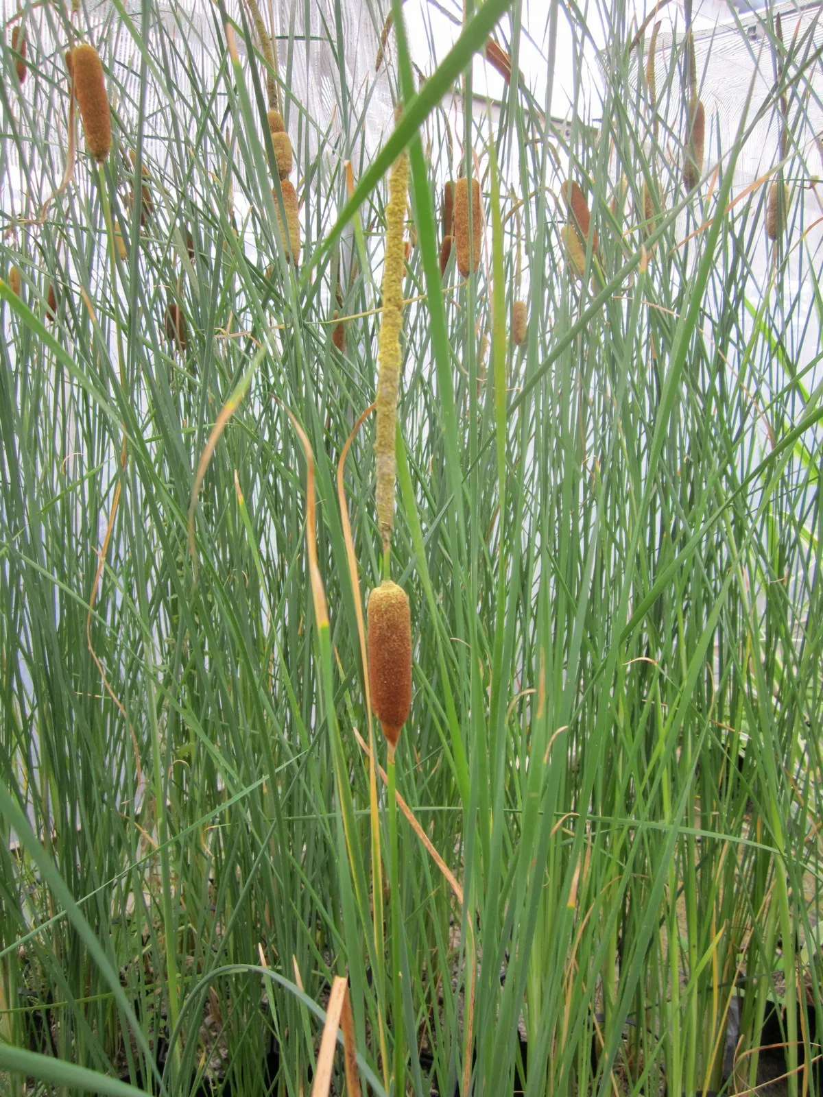 Medium Bulrush (Typha gracilis)