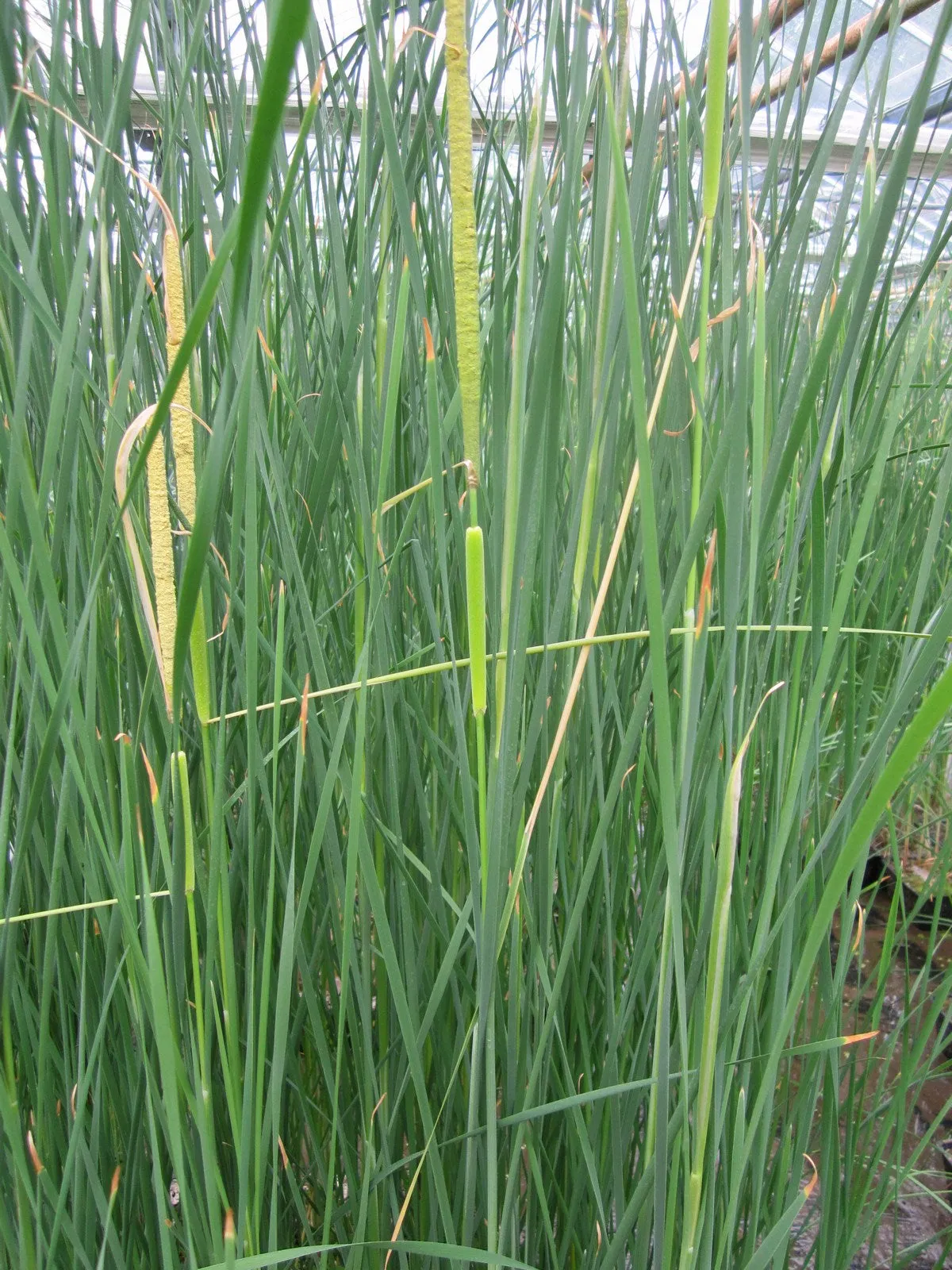 Medium Bulrush (Typha gracilis)