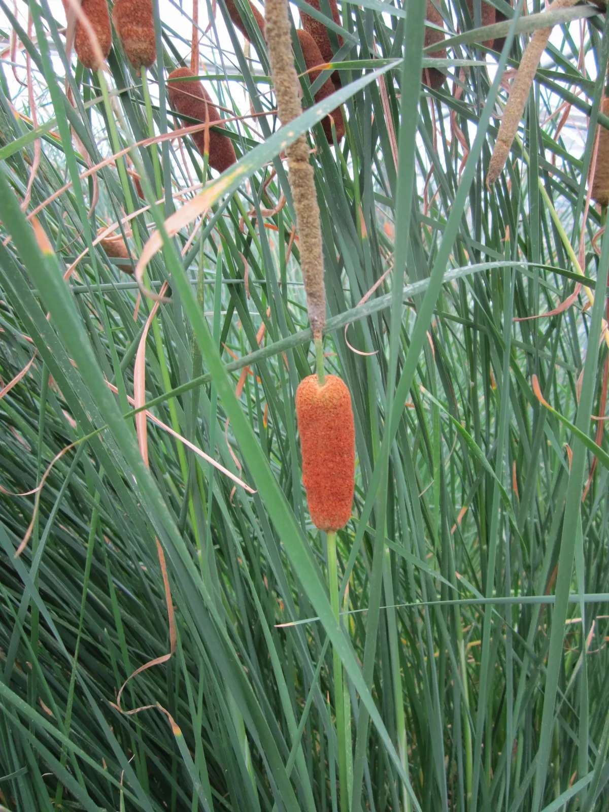 Medium Bulrush (Typha gracilis)